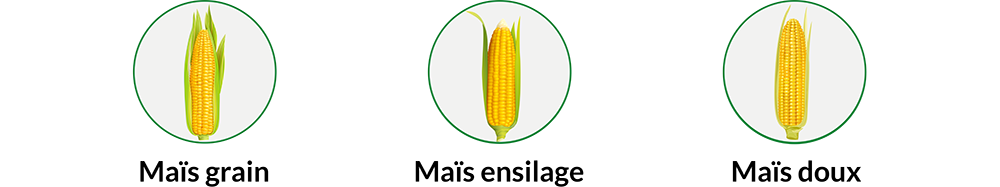 Types de production maïs